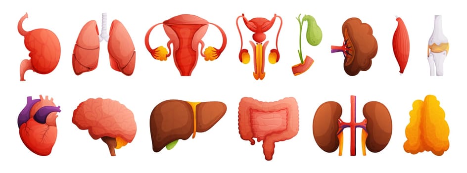 Comprehensive Human Anatomy Illustrations.