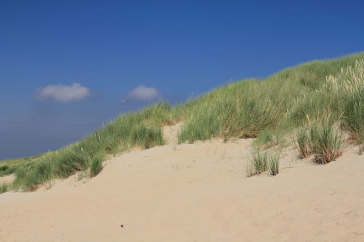 A dune landscape on the North Sea coast in the Netherlands