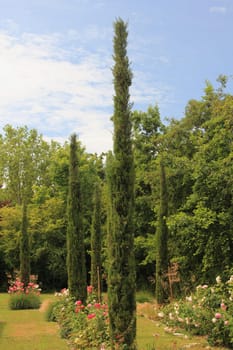 cupressus sempervirens, the Mediterranean cypress also known pencil pine,  is a species of cypress native to the eastern Mediterranean region