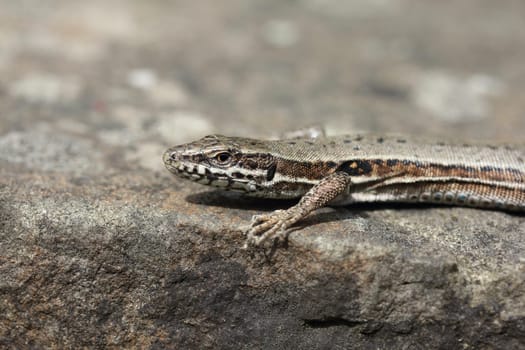 Podarcis muralis (common wall lizard) is a species of lizard with a large distribution in Europe and well-established introduced populations in North America
