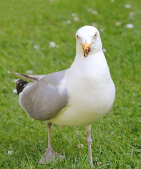 The European herring gull (Larus argentatus) is a large gull. One of the best known of all gulls along the shores of western Europe, it was once abundant.