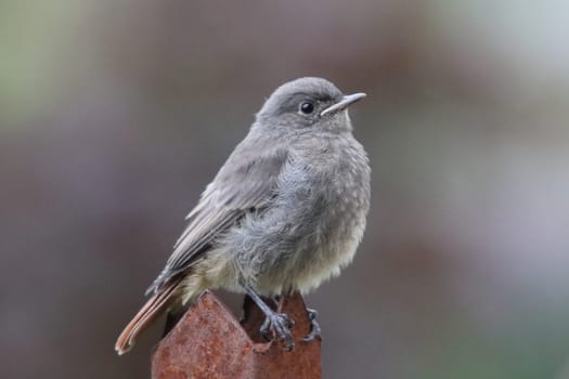 the black redstart (Phoenicurus ochruros) is a small passerine bird in the redstart genus Phoenicurus.