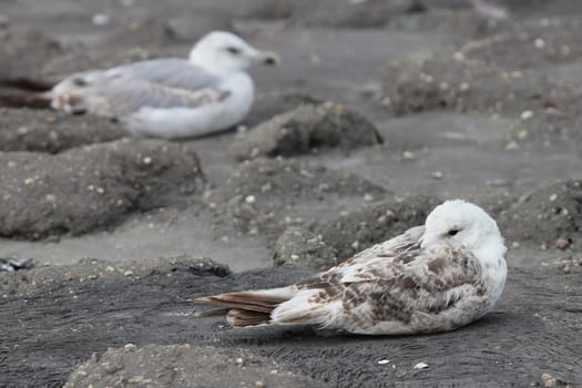 The European herring gull (Larus argentatus) is a large gull. One of the best known of all gulls along the shores of western Europe, it was once abundant.