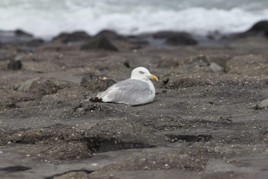 The European herring gull (Larus argentatus) is a large gull. One of the best known of all gulls along the shores of western Europe, it was once abundant.