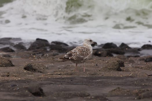 The European herring gull (Larus argentatus) is a large gull. One of the best known of all gulls along the shores of western Europe, it was once abundant.