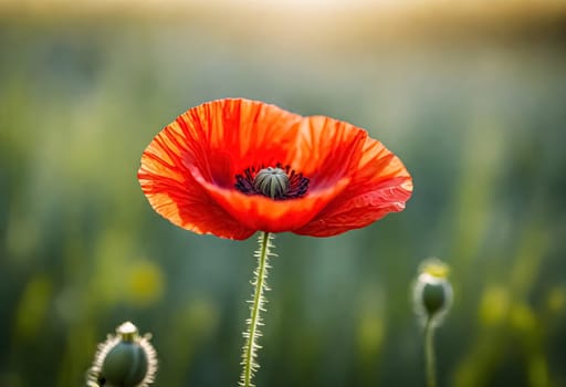 AI generated of a close up of red poppy flower with the sunlight filtering and bokeh background