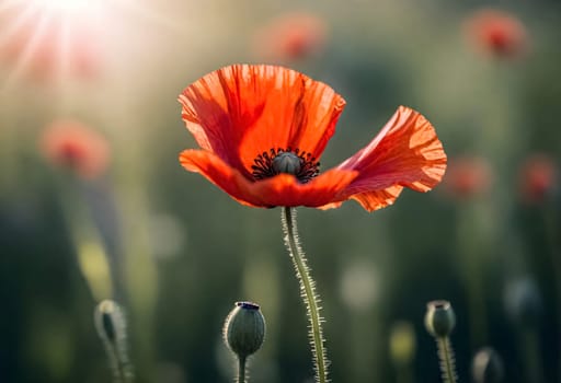 AI generated of a red poppy flower with the sun shining through it