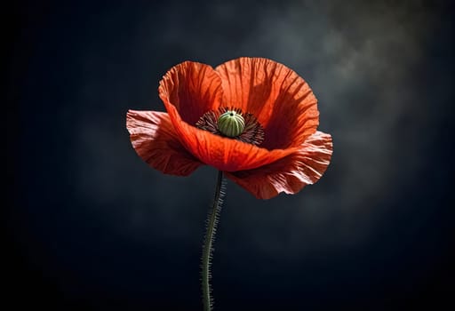 AI generated of a red poppy with sunlit isolated on black background