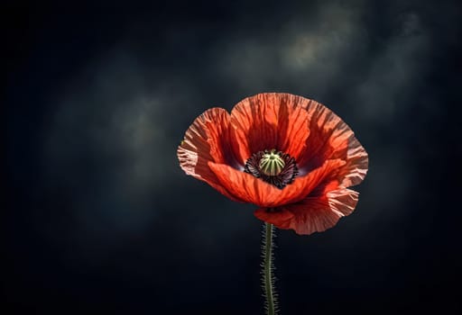 AI generated of a red poppy flower with the sun beams isolated on black background