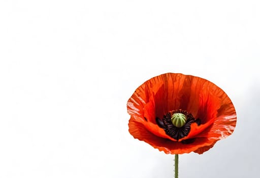 AI generated of a red poppy with a green parts on center and a white background