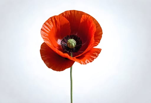 AI generated of a red poppy with a green parts on center and a white background
