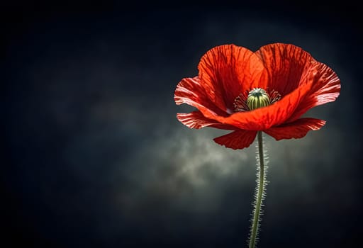 AI generated of a red poppy with the sun shining on it