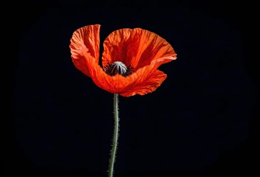 AI generated of a red poppy isolated on a black background