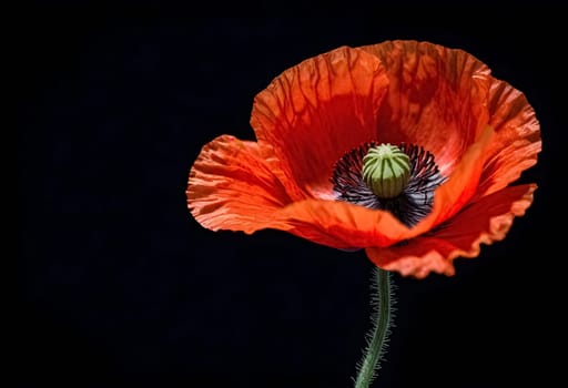 AI generated of a red poppy with a green stem and a green center isolated on black background