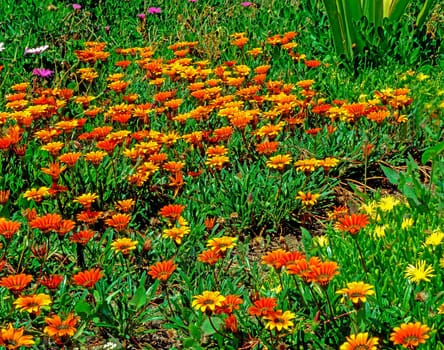 Blooming Gezanie in the Garden