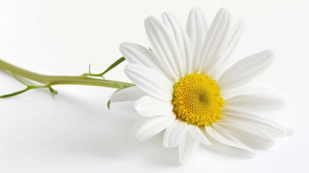 A white flower with a vibrant yellow center stands out against a clean white background. The delicate petals radiate elegance and simplicity, creating a striking contrast.