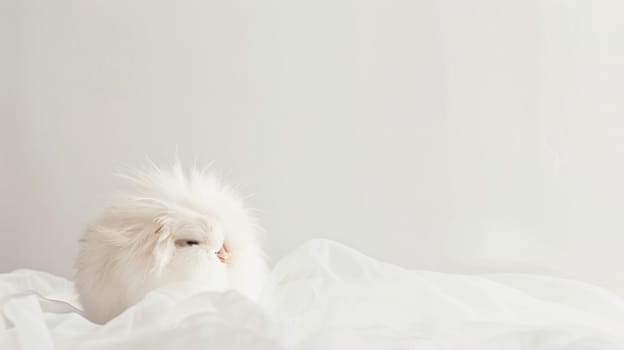 A white bird perched gracefully on top of a clean white sheet, surveying its surroundings with a watchful gaze. The contrast between the birds feathers and the pristine sheet creates a striking visual.