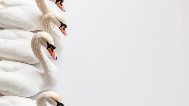 A group of elegant white swans are standing closely together in a row. Their graceful necks are arched with their heads held high. The serene water reflects their beauty.