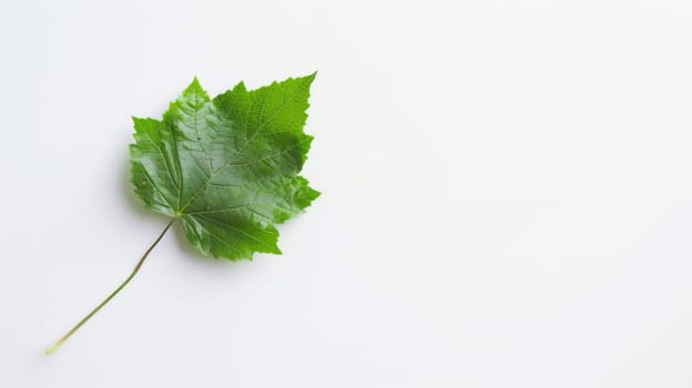 A single, green leaf lays flat on a clean, white surface. The leaf is vibrant and healthy, with visible veins and a glossy appearance. Its edges are slightly curled, adding a touch of natural detail to the minimalist scene.