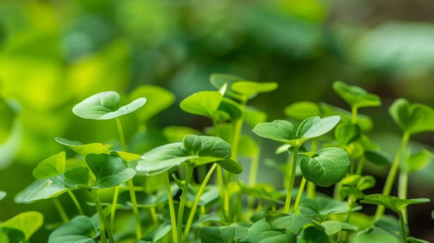 Close-up view of a plant with vibrant green leaves, showcasing intricate details of the foliage and stem. The leaves are healthy and lush, with a variety of shades of green.