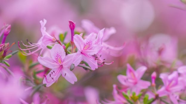 A cluster of vibrant pink flowers bloom in a lush green field under the sunshine. The delicate petals sway in the gentle breeze, creating a beautiful sight in nature.