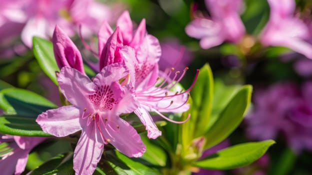 A detailed view of pink flowers with delicate petals and vibrant green leaves. The flowers are in full bloom, standing out against the lush green foliage in the background.