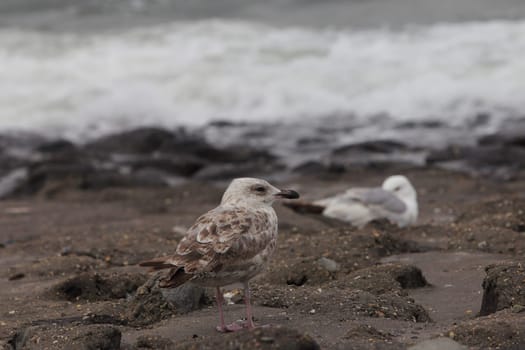 The European herring gull (Larus argentatus) is a large gull. One of the best known of all gulls along the shores of western Europe, it was once abundant.