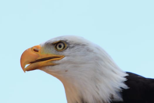 Detailed view of a bald eagle (Haliaeetus leucocephalus)