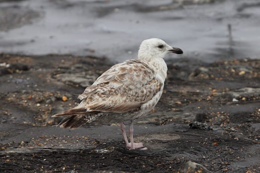 The European herring gull (Larus argentatus) is a large gull. One of the best known of all gulls along the shores of western Europe, it was once abundant.