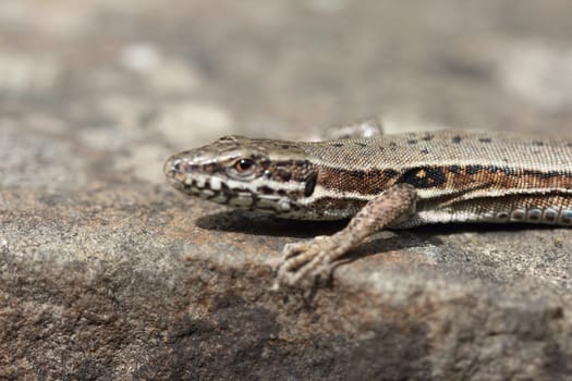 Podarcis muralis (common wall lizard) is a species of lizard with a large distribution in Europe and well-established introduced populations in North America,
