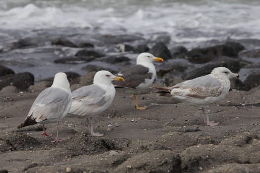 The European herring gull (Larus argentatus) is a large gull. One of the best known of all gulls along the shores of western Europe, it was once abundant.