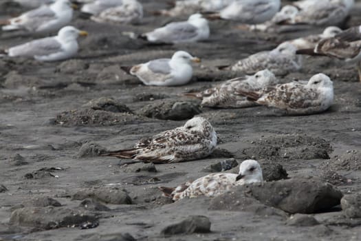 The European herring gull (Larus argentatus) is a large gull. One of the best known of all gulls along the shores of western Europe, it was once abundant.