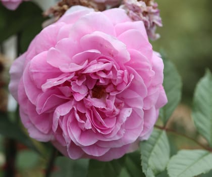 A rose is a woody perennial flowering plant of the genus Rosa, in the family Rosaceae, or the flower it bears