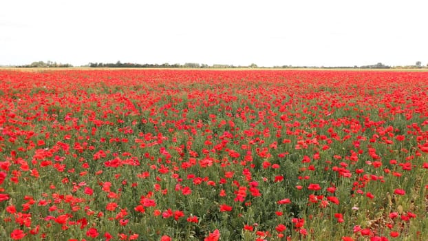 Papaver is a genus of 70–100 species of frost-tolerant annuals, biennials, and perennials native to temperate and cold regions of Eurasia, Africa and North America