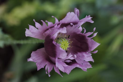 The Turkish poppy is a perennial, herbaceous plant and reaches stature heights up to 100 centimeters