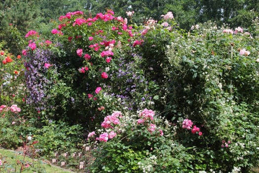 A rose is a woody perennial flowering plant of the genus Rosa, in the family Rosaceae, or the flower it bears