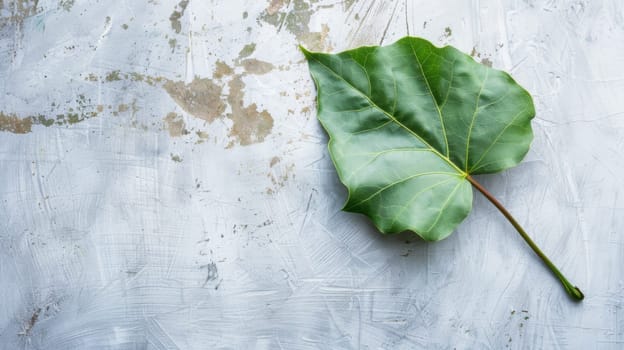 A large green leaf is seen laying flat on top of a plain white surface. The leaf is vibrant and textured, contrasting with the clean and smooth backdrop. Light shines on the leaf, creating shadows on the surface.