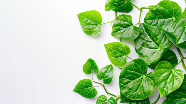 A collection of vibrant green leaves neatly arranged on a clean white surface, creating a striking contrast between the colors and textures. The leaves are various shapes and sizes, with visible veins and serrated edges, providing a sense of natures intricacy and beauty.