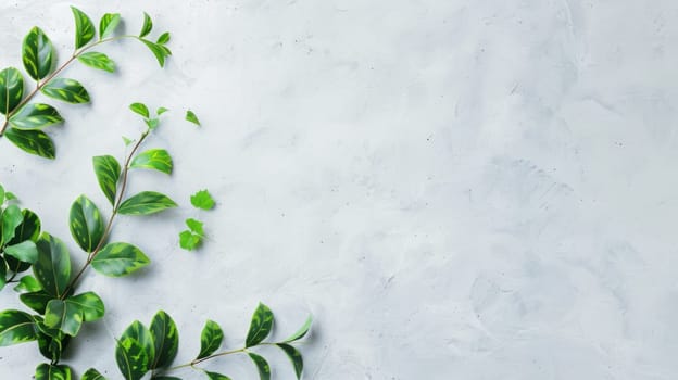 A close-up view of a plant with vibrant green leaves against a plain gray background. The plant showcases its intricate foliage in sharp detail, standing out boldly against the neutral backdrop.