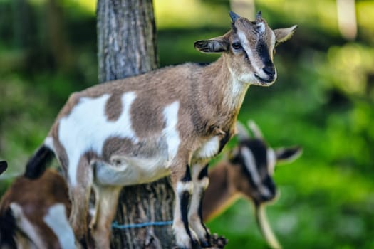 Trees frame the multifaceted roles of goats. Vital in food and apparel industries, their adaptability also fortifies farming. They serve as comforting companions, providing therapy.