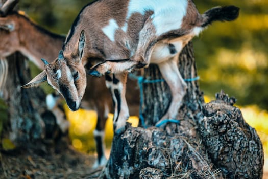 Goats in forests represent adaptability and utility. Offering resources for sustenance and clothing, they assist rural agricultural endeavors. Their affectionate traits have therapeutic effects