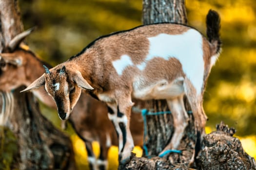 In woodlands, goats are indispensable. They provide food, play roles in the apparel sector, and show resilience in varied terrains. Their sociable nature offers therapeutic and social benefits