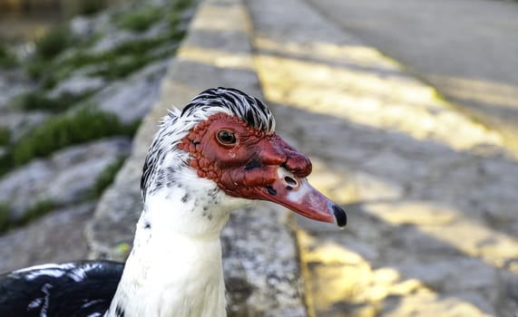 Detail of wild bird in nature, wildlife