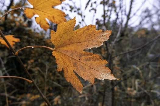 Detail of yellow tree leaves on an autumn day in the forest
