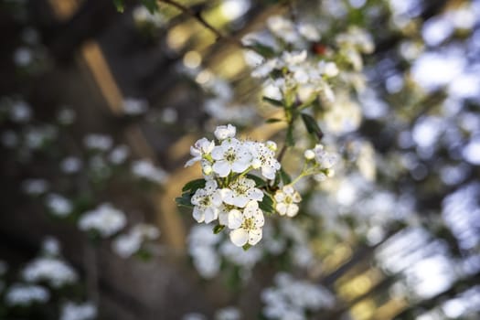 Detail of white flowers in nature, summer