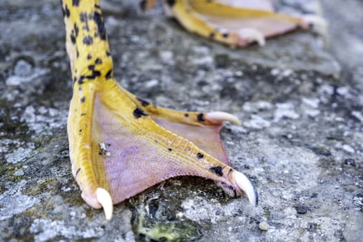 Detail of legs of a palmiped animal, wild bird