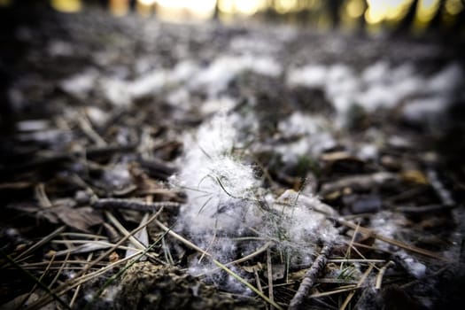 Detail of seeds shaped like fluff, forest and nature