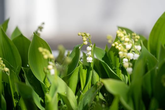 a close up of Lily of the Valley