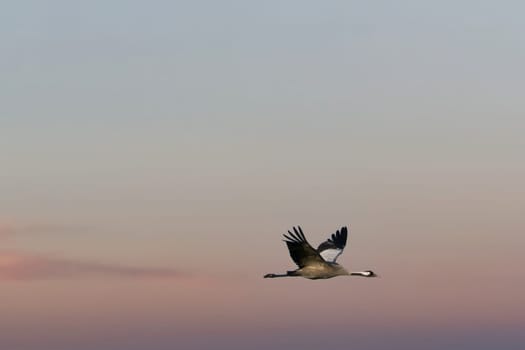 Cranes fly in the sky at sunset. Migratory birds on the Darss. Wildlife photo from nature in Germany