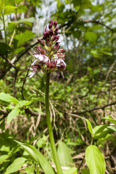 Purpur-Knabenkraut (Orchis purpurea) - blühende Pflanze, Nordrhein-Westfalen, Deutschland, Bad Münstereifel